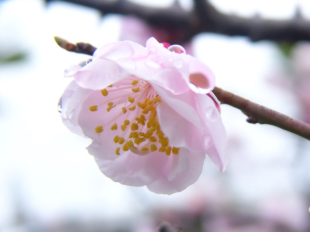 雨上がりの紅梅ちゃんVer2