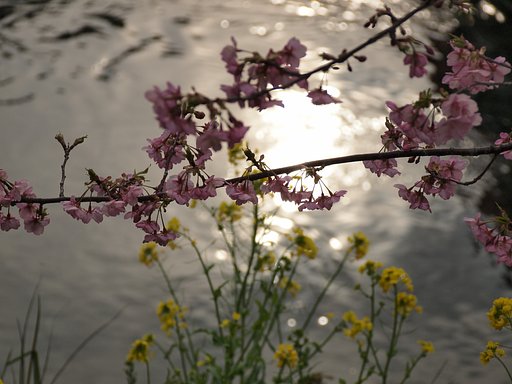 河津桜チャレンジ1