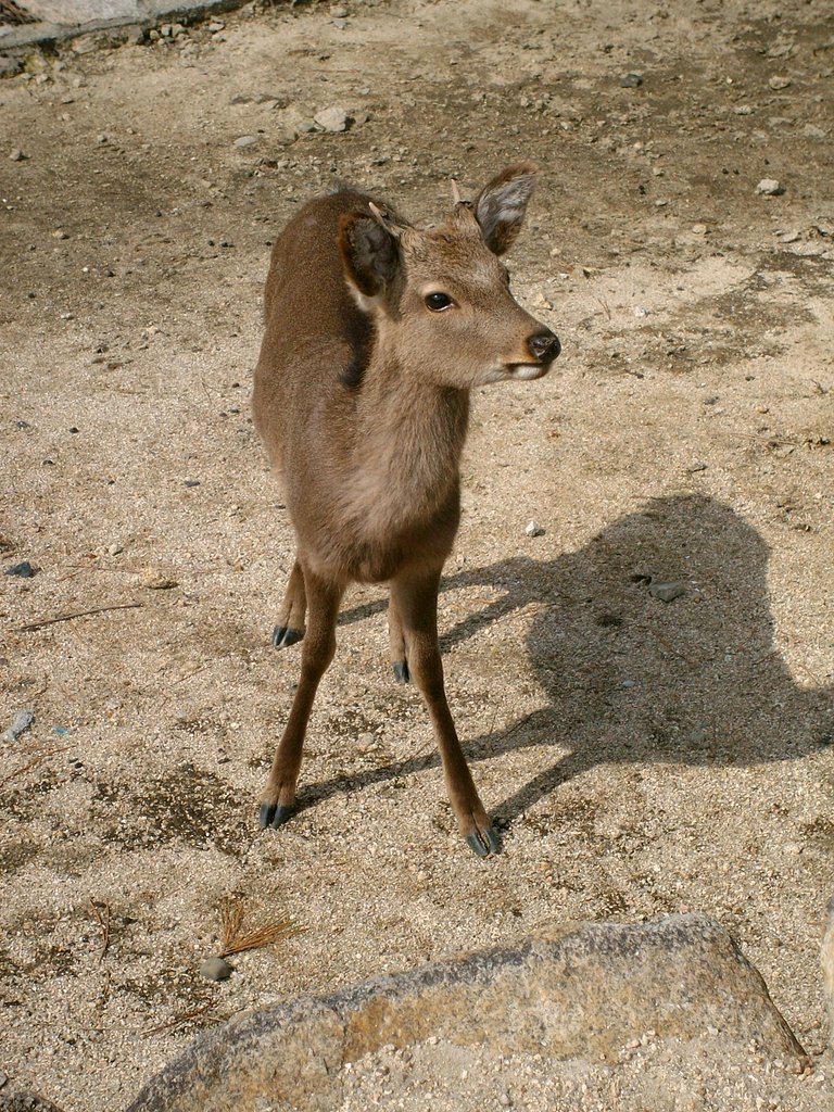 【やすらぎ】小鹿