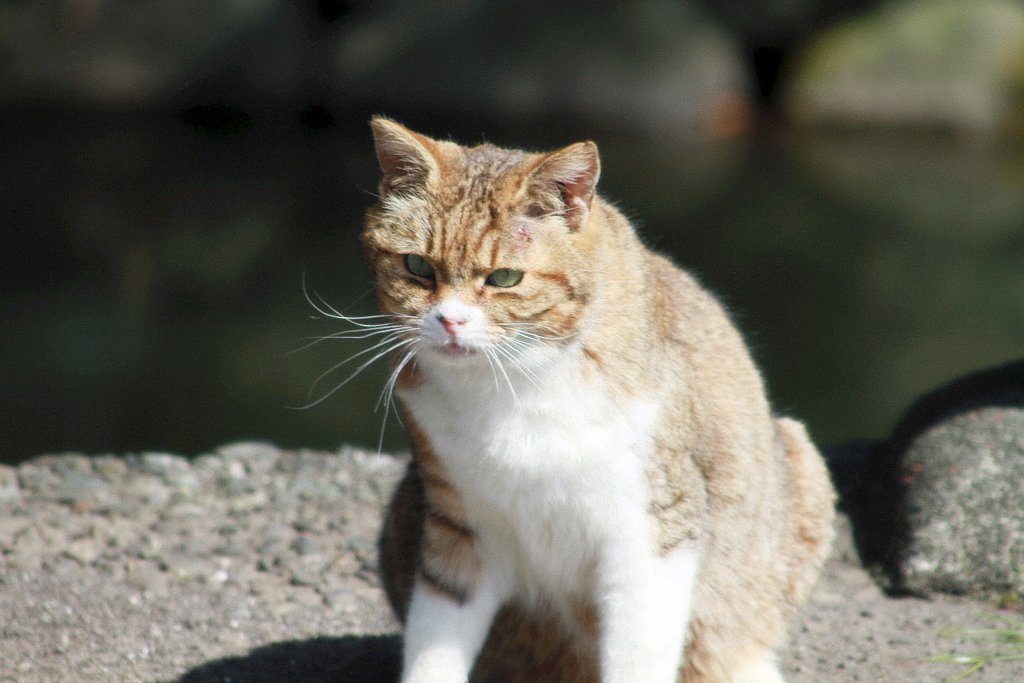 にゃんか用か？