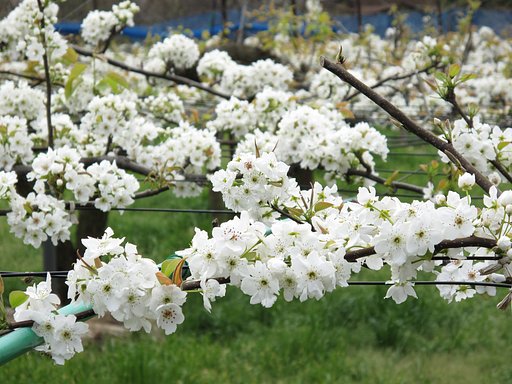 梨の花