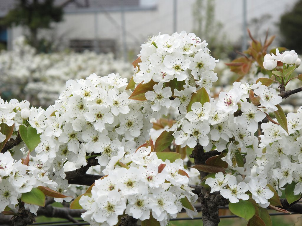 梨の花