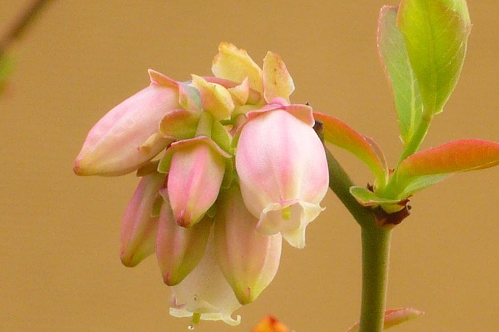 ブルーベリーの花。
