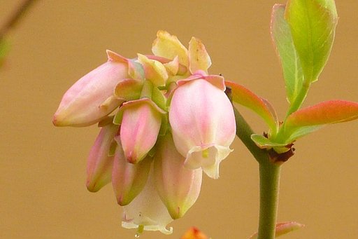 ブルーベリーの花。