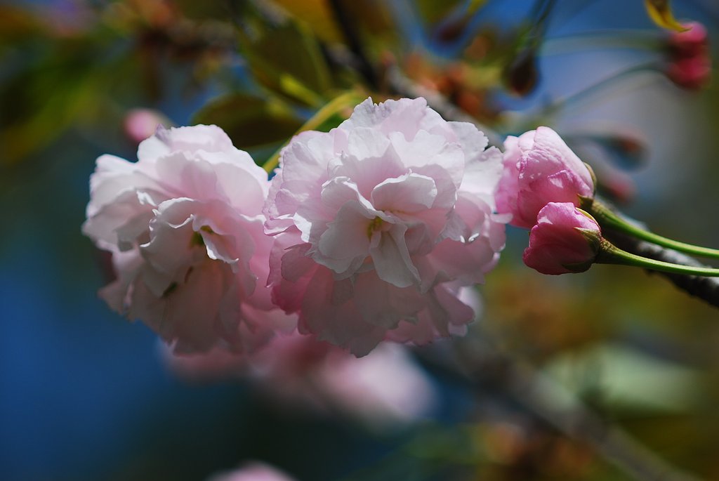 八重桜