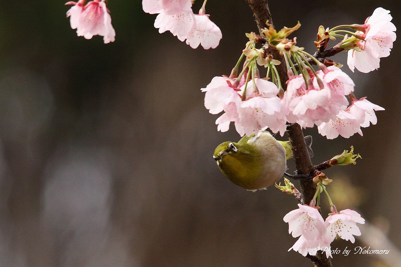 桜にメジロ③