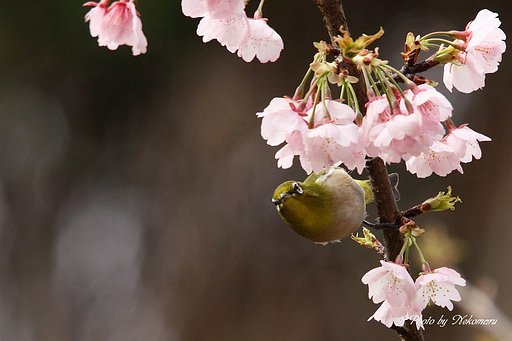 桜にメジロ③