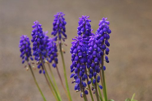 ムスカリもヨレヨレ