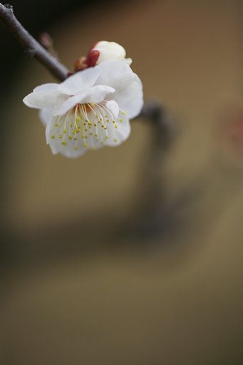 ようやく梅