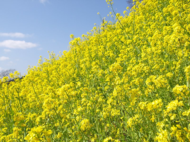 菜の花