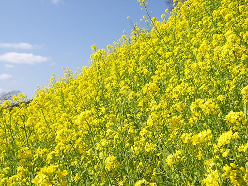 菜の花