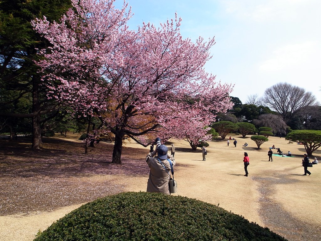 桜散歩