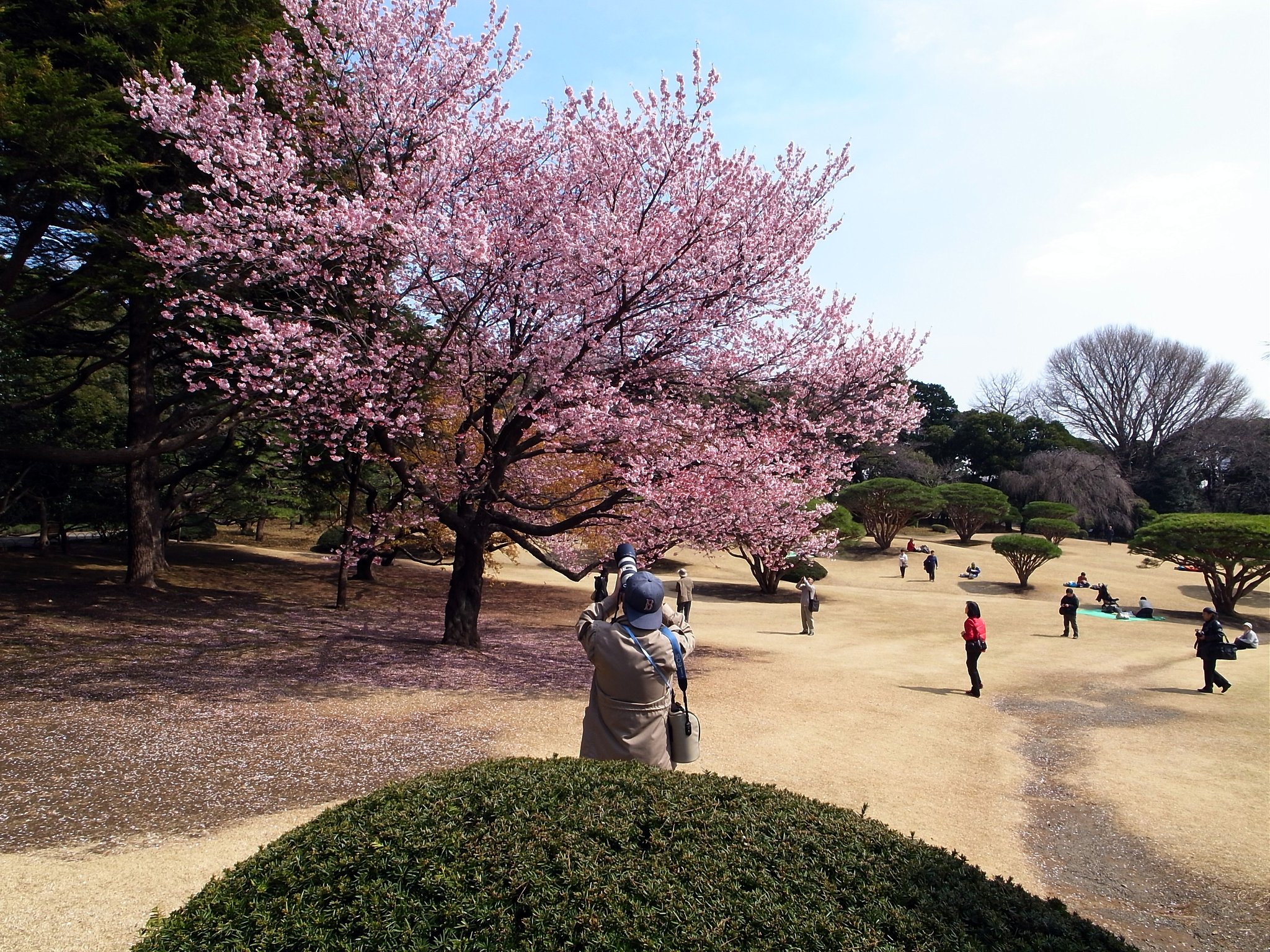桜散歩