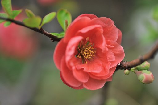 東京の花　八重ボケ