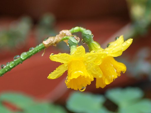 黄色な花