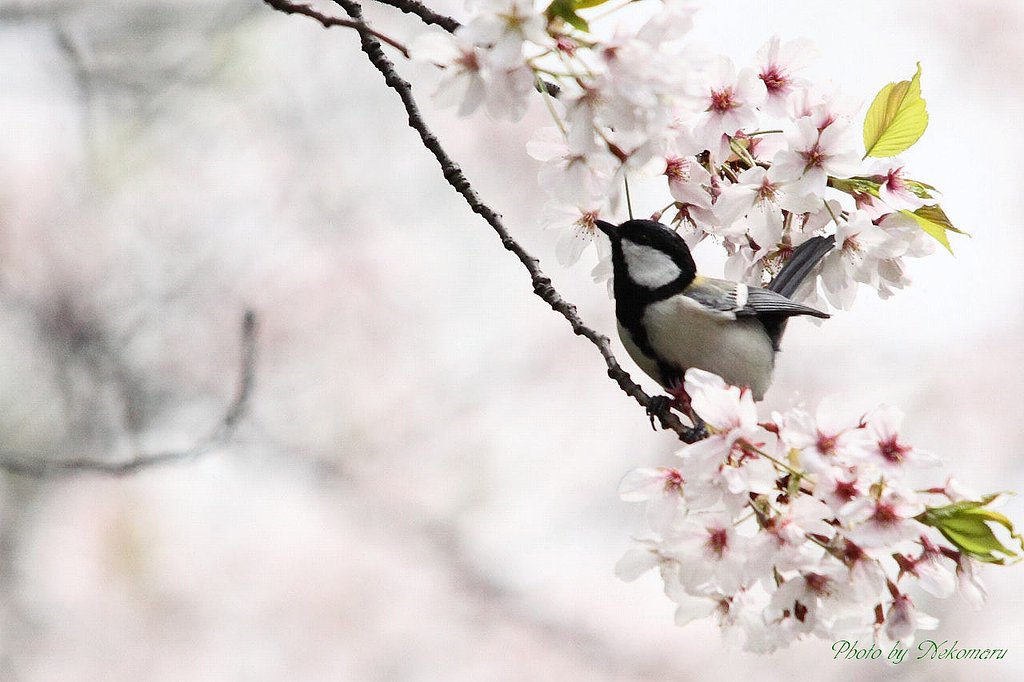 桜の中に四十雀