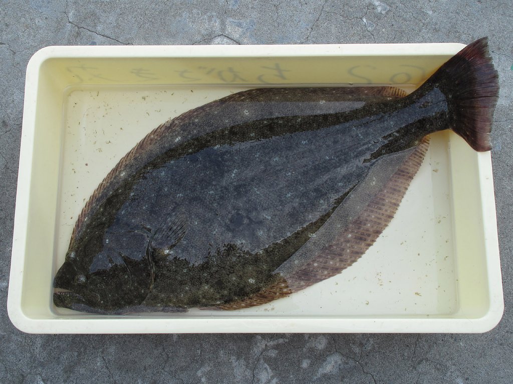 70ｃｍはあるかも