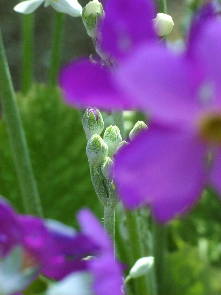 二番蕾