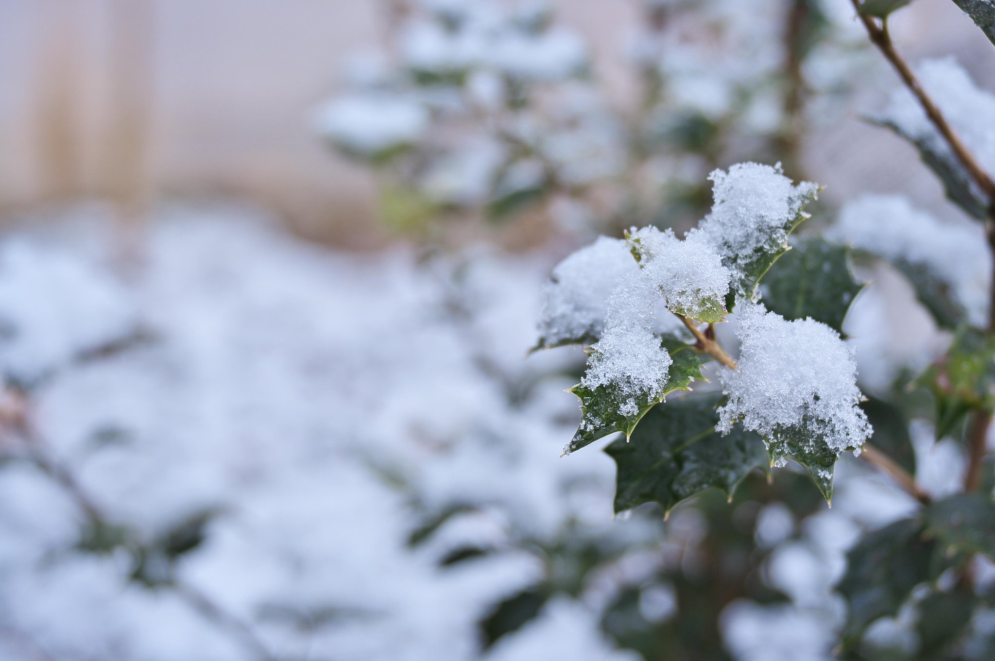 柊と雪・・・