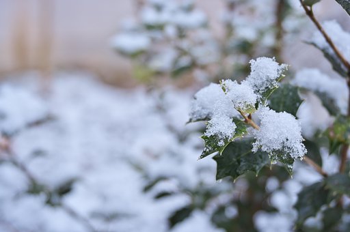 柊と雪・・・