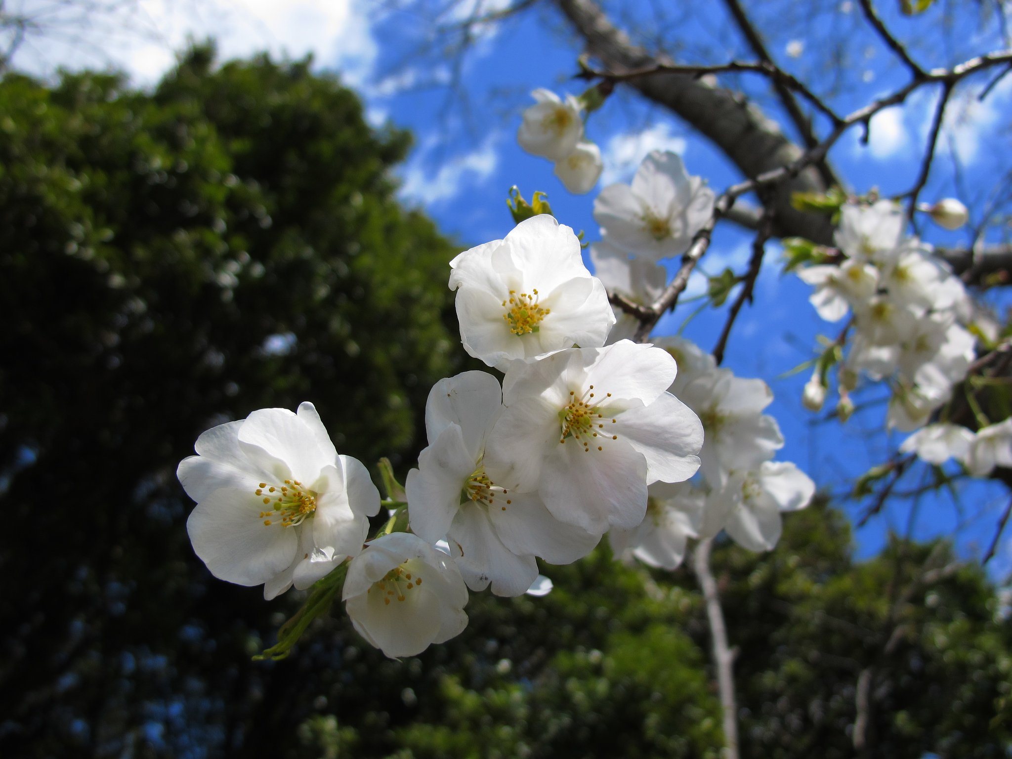 純白の桜