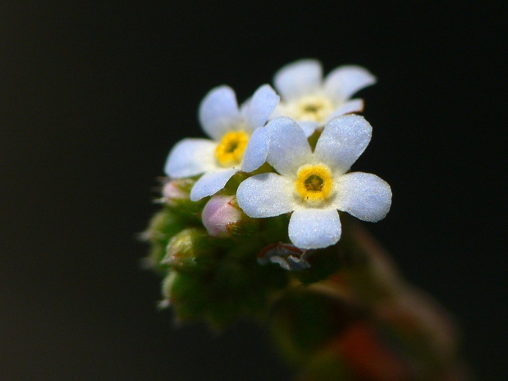 雑草その4