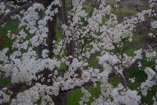 何の花かしら〜？