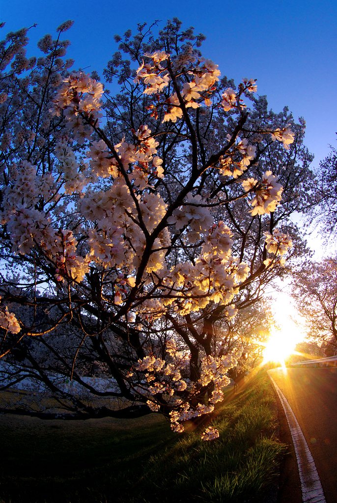 【桜】昇陽桜