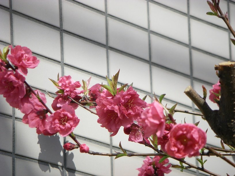 寒緋桜
