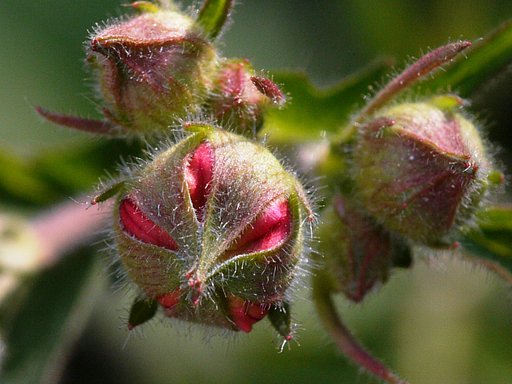 ＴＥＳＴで大根草の蕾（２）
