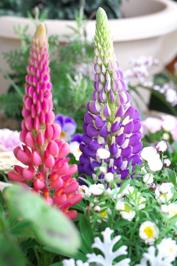 春の寄せ植え