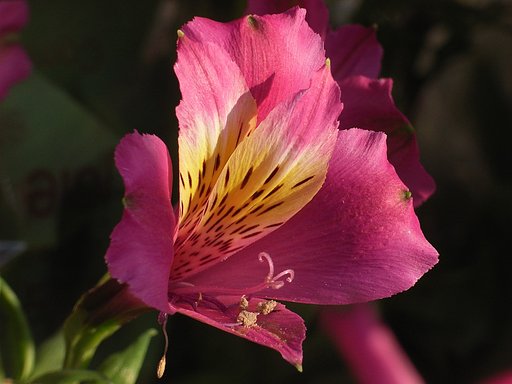 華やかに