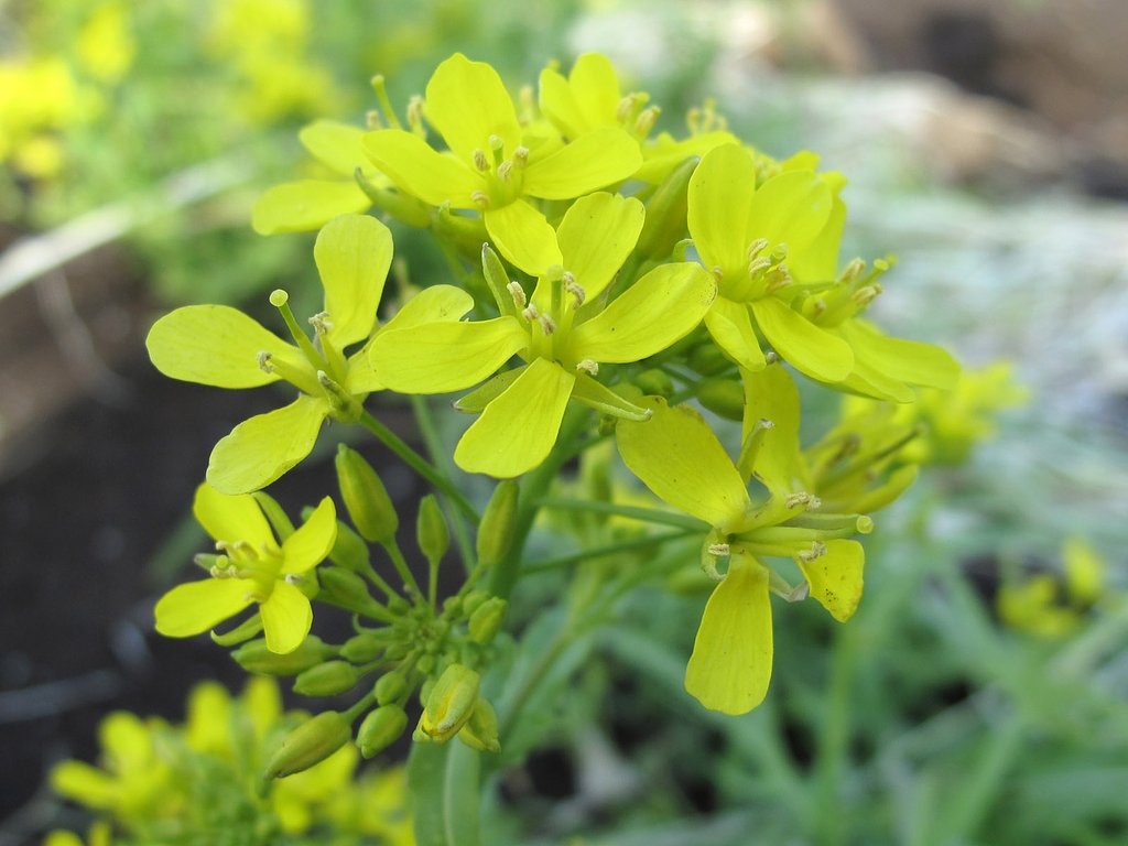 水菜の花