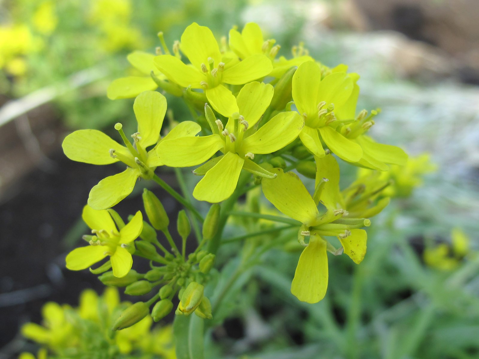 水菜の花