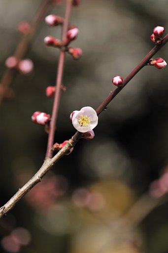 北野天満宮