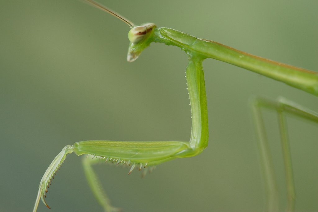 カマキリのクールな横顔