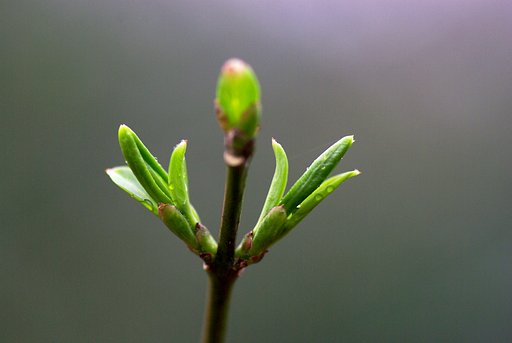芽吹き