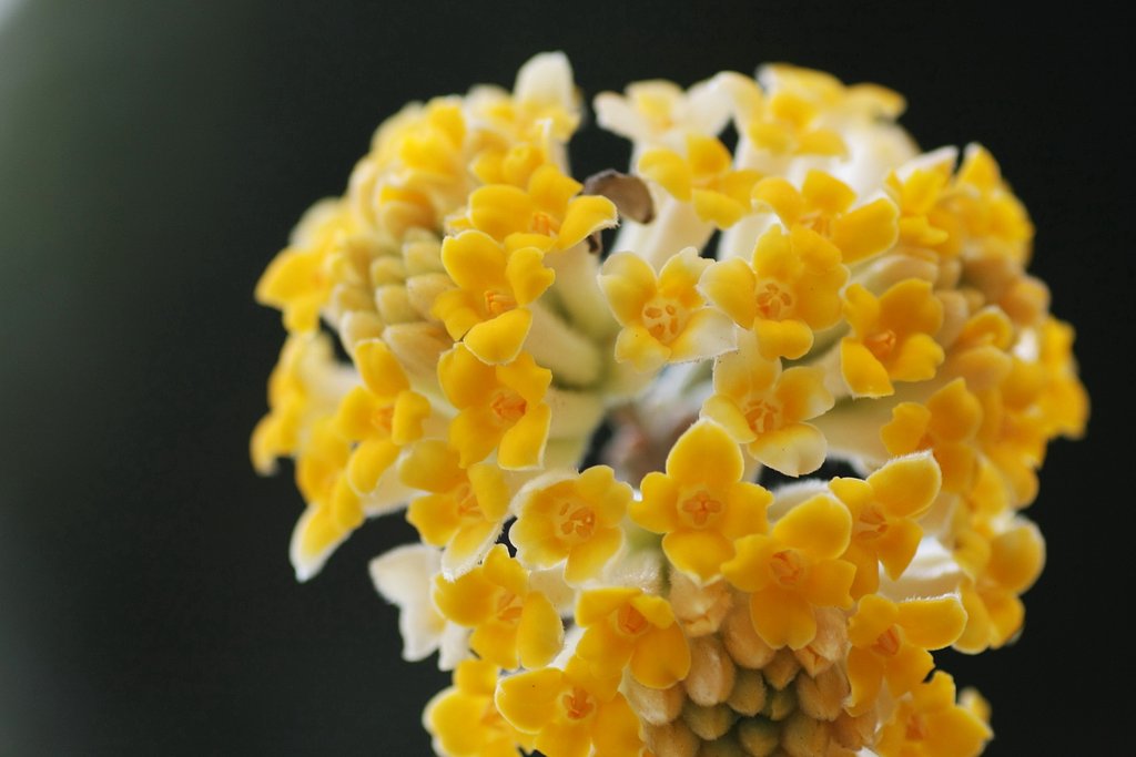 ミツマタの花