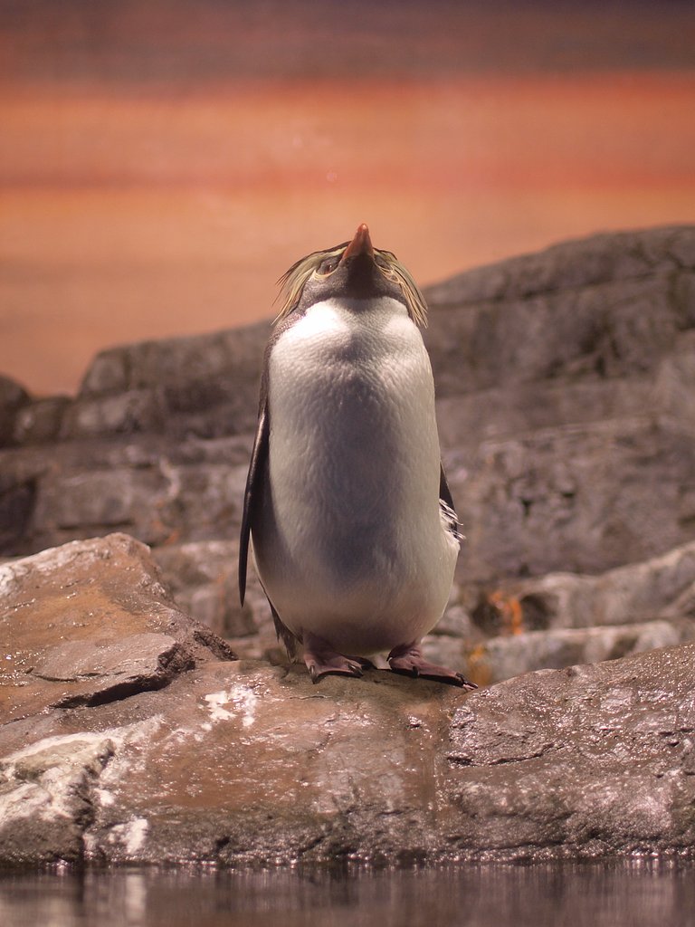 【凛】 視線の先（ペンギン篇）