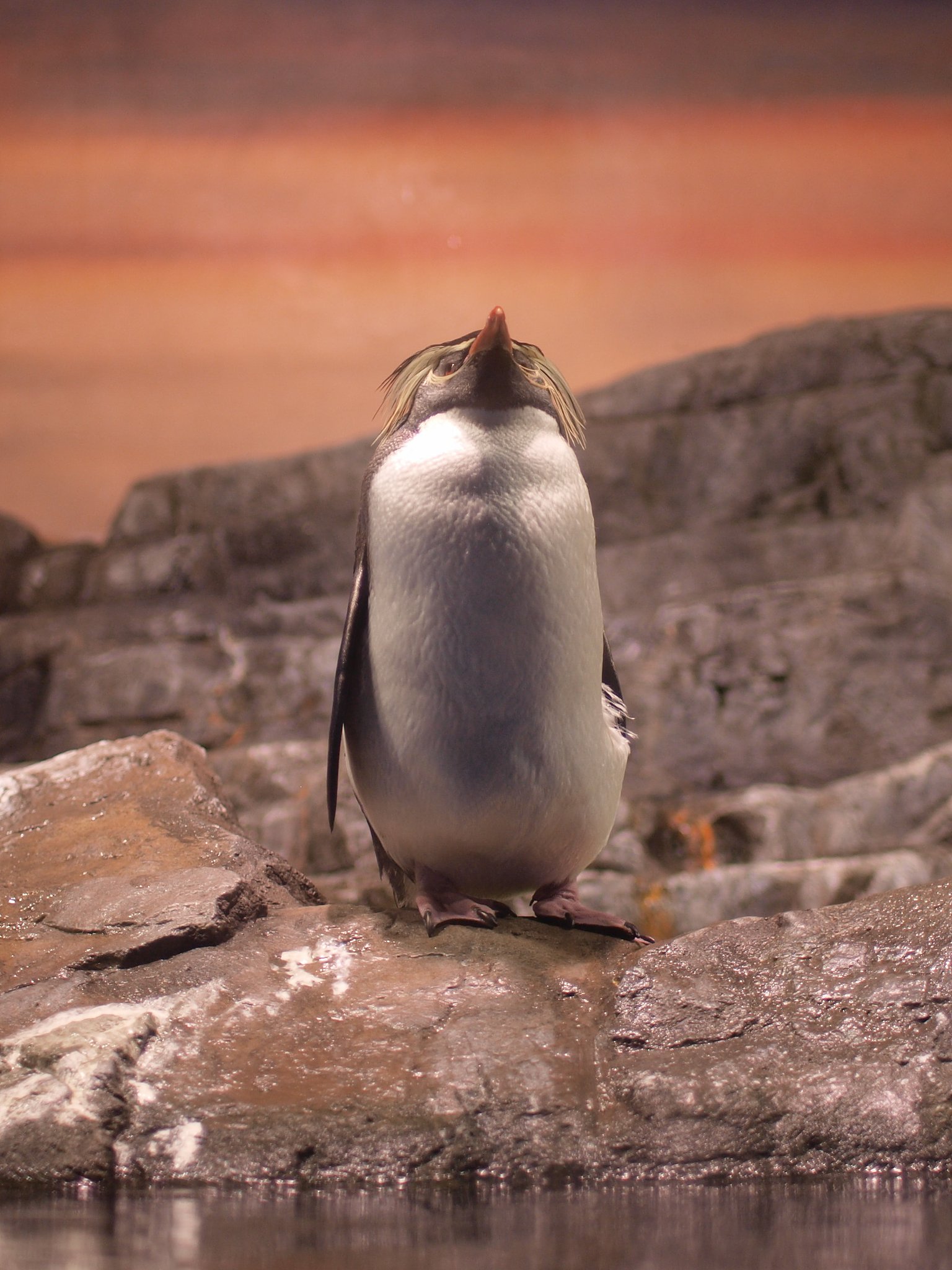 【凛】 視線の先（ペンギン篇）
