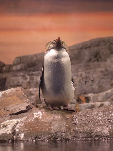 【凛】 視線の先（ペンギン篇）