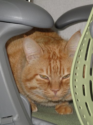 眠いんだから！！！