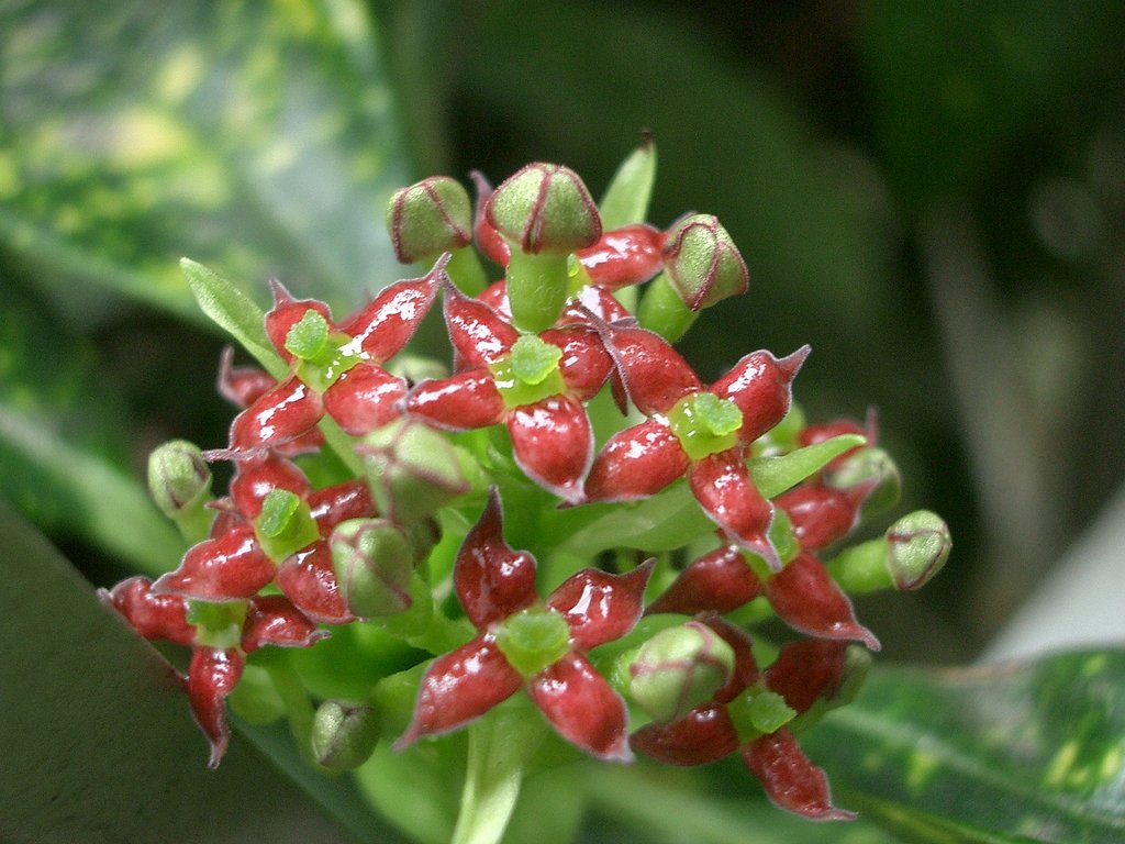 斑入りアオキの花