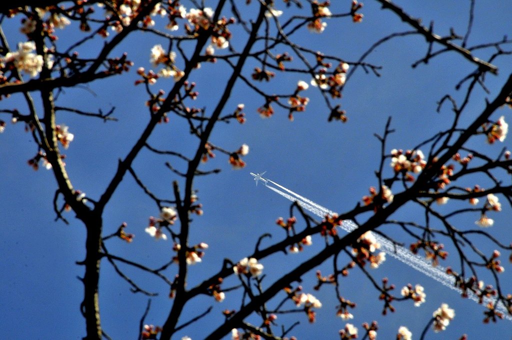 ボクも飛行機雲を・・・