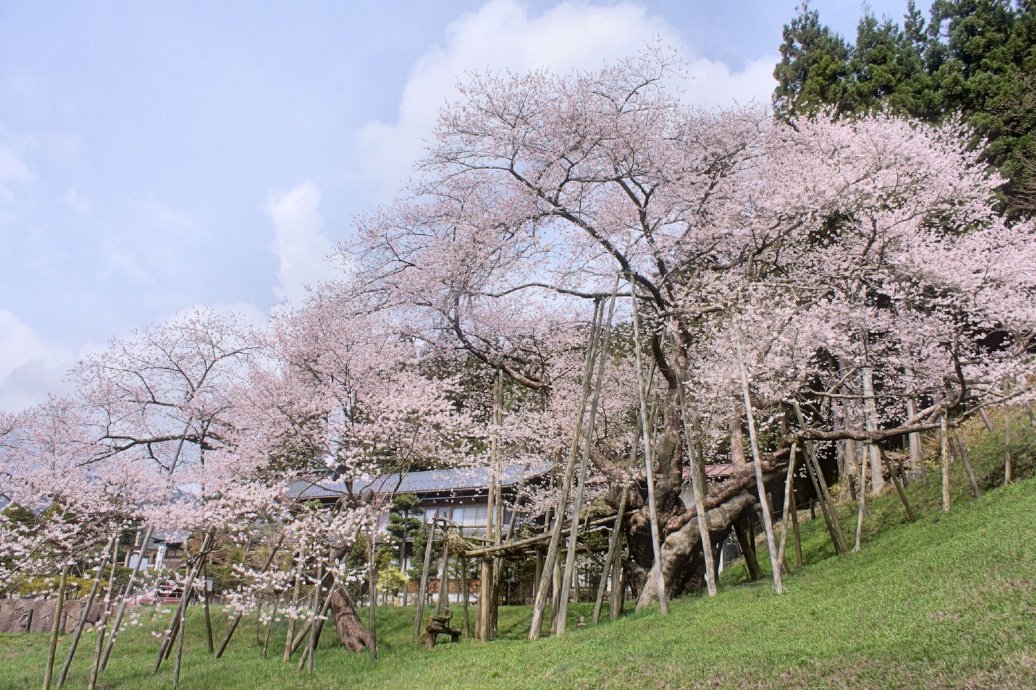 臥龍【桜】