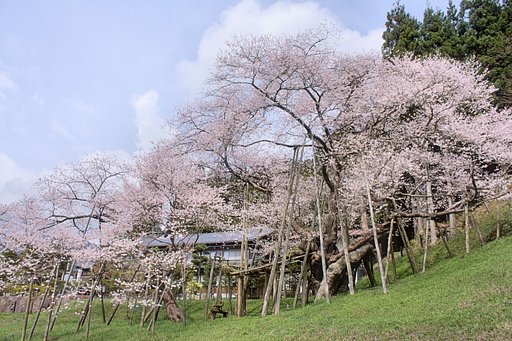 臥龍【桜】
