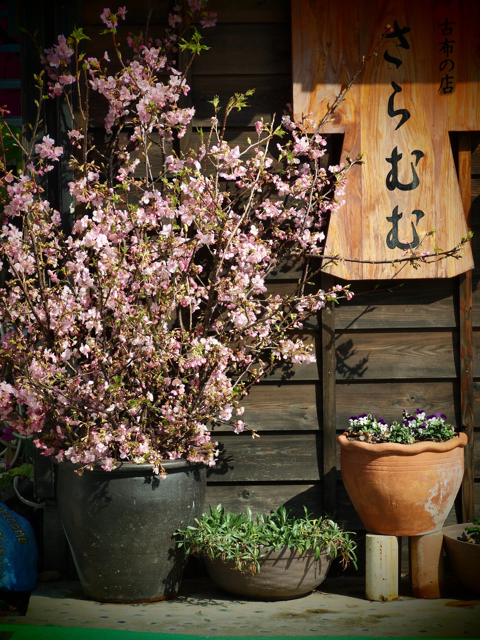 【桜】 のきさき にて