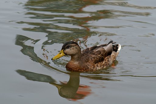 MC SONNAR 135mm/f3.5