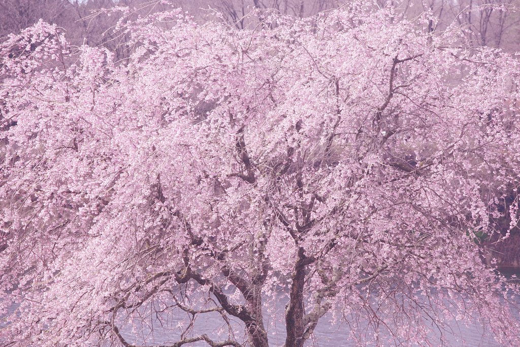 春の夢