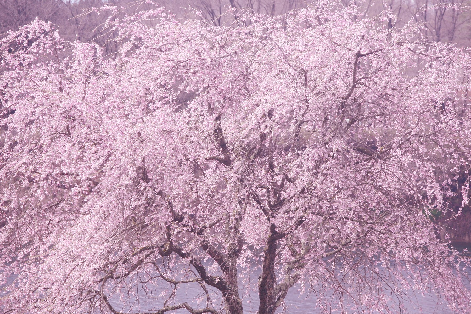 春の夢